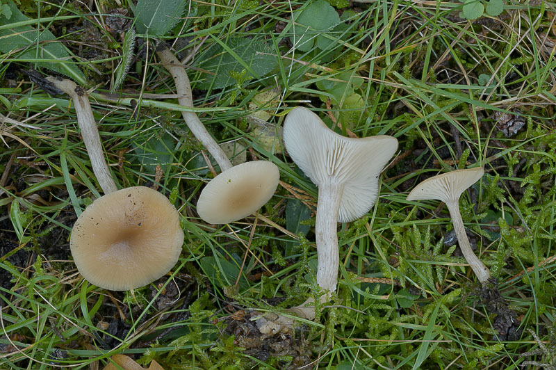Clitocybe fragrans